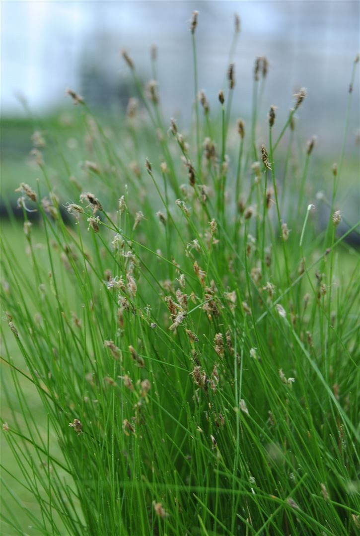 Pflanzen für Dich Staude Eleocharis acicularis, 1 St., Nadelsimse, Nadel-Sumpfsimse