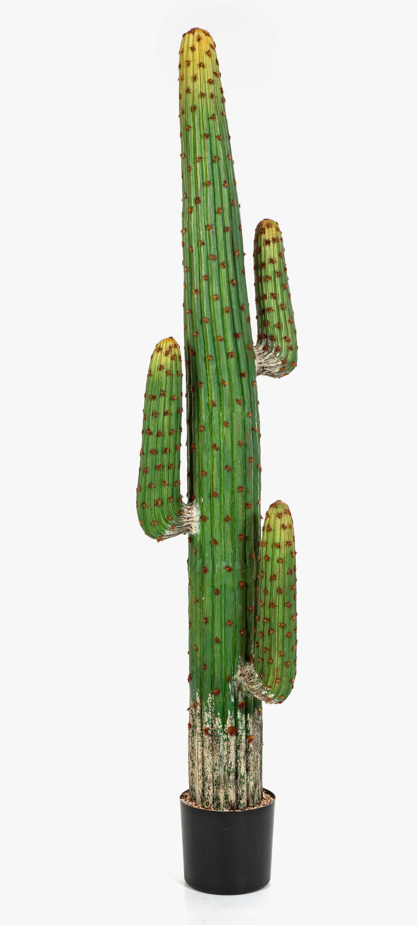 Kunstkaktus Kunst Säulenkaktus GOMEISA, grün-rot, 170cm Säulenkaktus, artplants, Höhe 170.0 cm