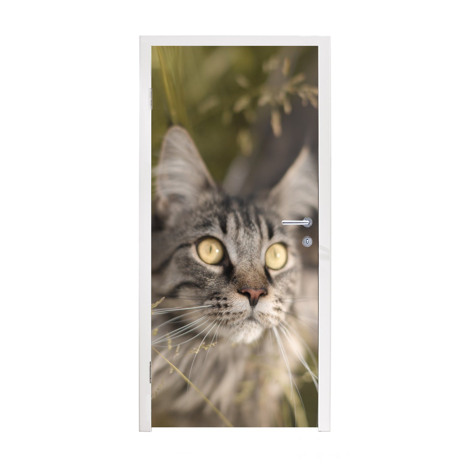 MuchoWow Türtapete Eine Maine Coon-Katze im hohen Gras, Matt, bedruckt, (1 St), Fototapete für Tür, Türaufkleber, 75x205 cm