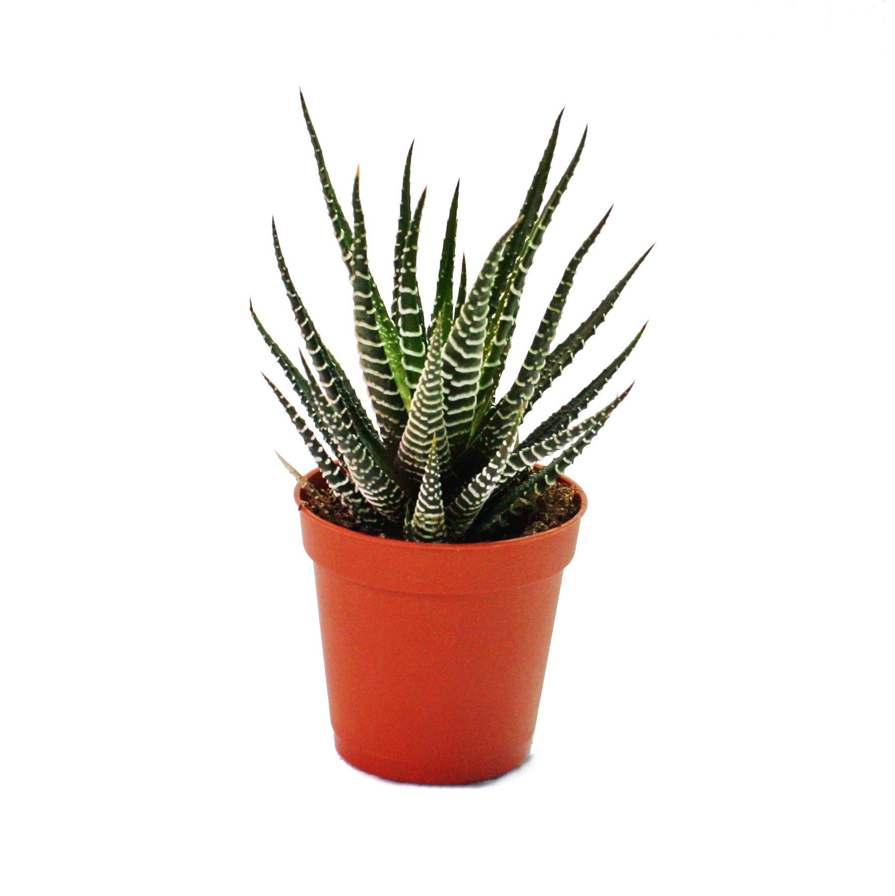 Exotenherz Kaktus Haworthia fasciata - kleine Pflanze im 5,5cm Topf günstig online kaufen