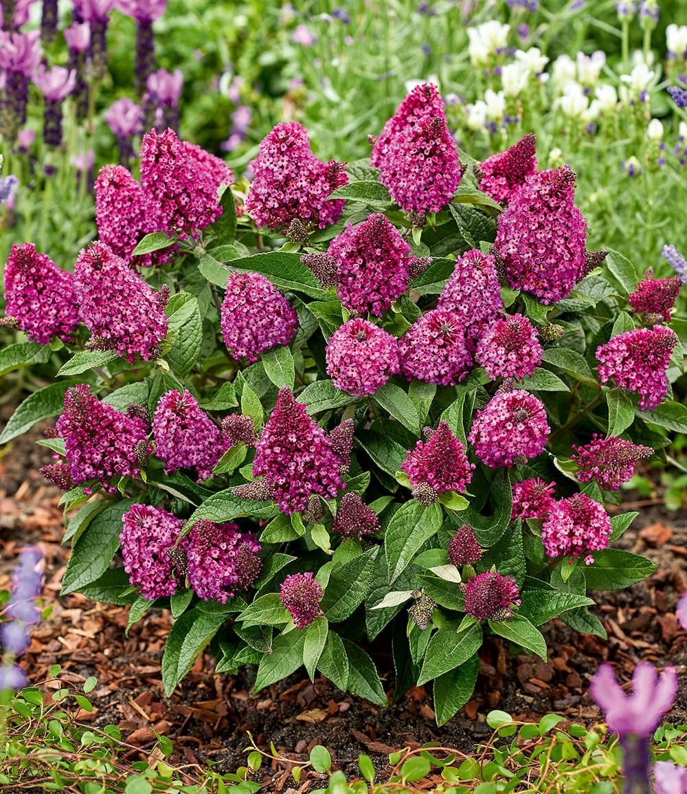 BALDUR Garten Zierstrauch Zwerg-Schmetterlingsflieder 'Little Rockstars®' rot, 1 St., Sommerflieder, lange Blütezeit, winterhart, mehrjährig