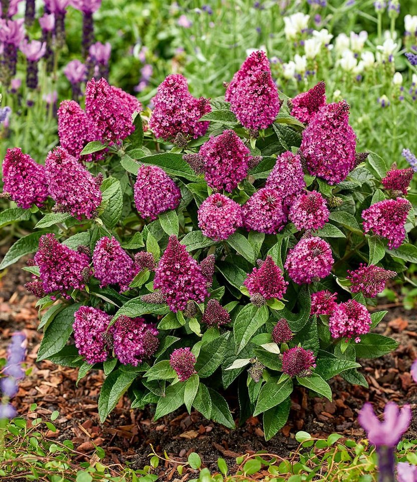 BALDUR Garten Zierstrauch Zwerg-Schmetterlingsflieder 'Little Rockstars®' rot, 1 St., Sommerflieder, lange Blütezeit,winterhart, mehrjährig