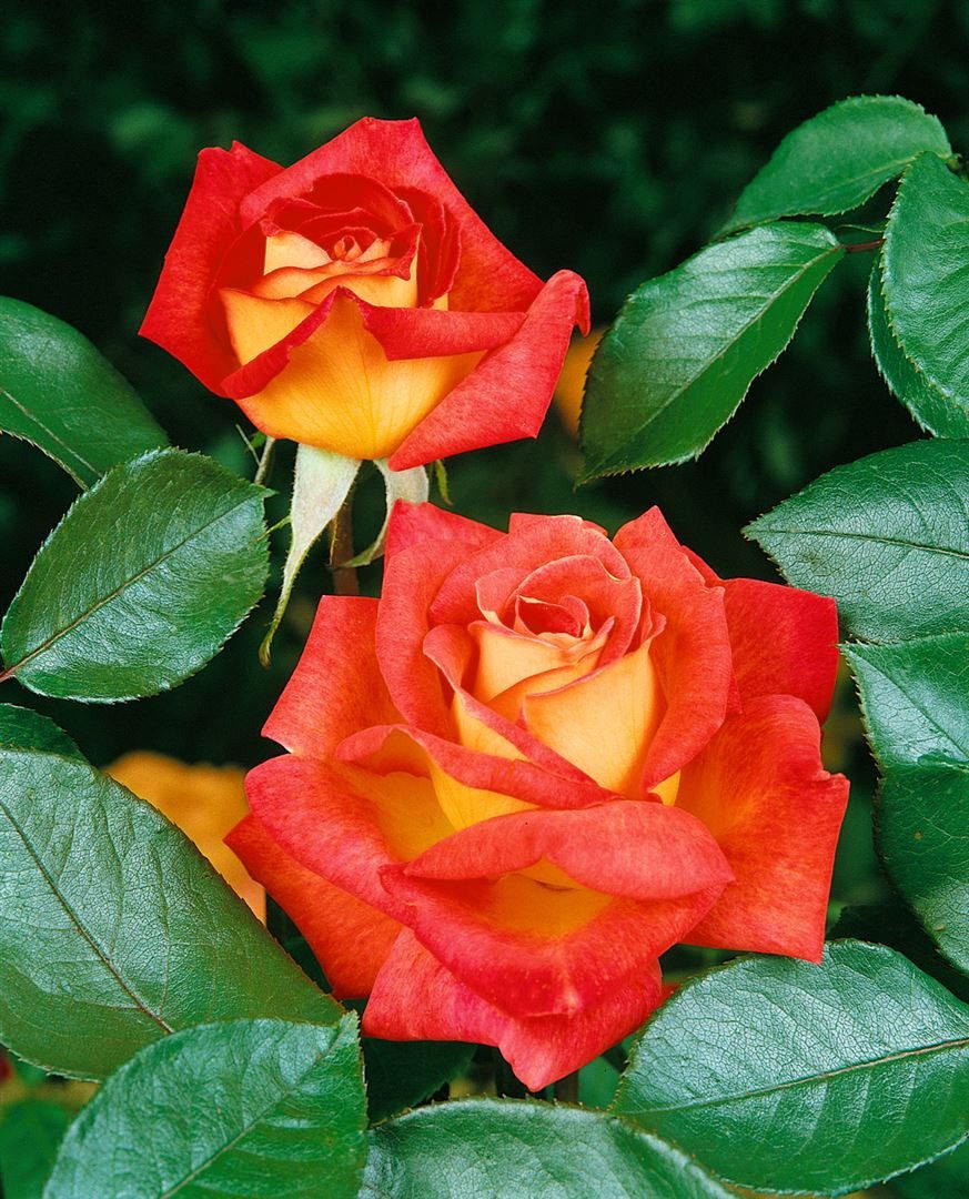 Pflanzen für Dich Rose Rosa Monica