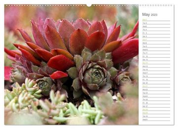 CALVENDO Wandkalender Sempervivum Fascinating Succulents (Premium-Calendar 2023 DIN A2 Landscape)