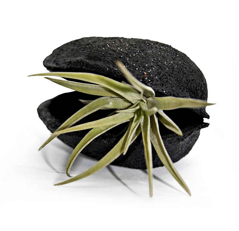 meinvipshop Hängedekoration Pterygota alata Schale Schwarz mit Tillandsia 1er Set grün (SET, Pterygota alata Nuss Schale & einer lebenden Tillandsia)