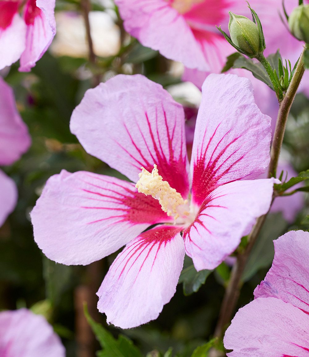 BALDUR Garten Zierstrauch Zwerg-Hibiskus 'Little Legends Pink®', 1 St., Trockenheitsresistent, genügsam, winterhart, mehrjährig