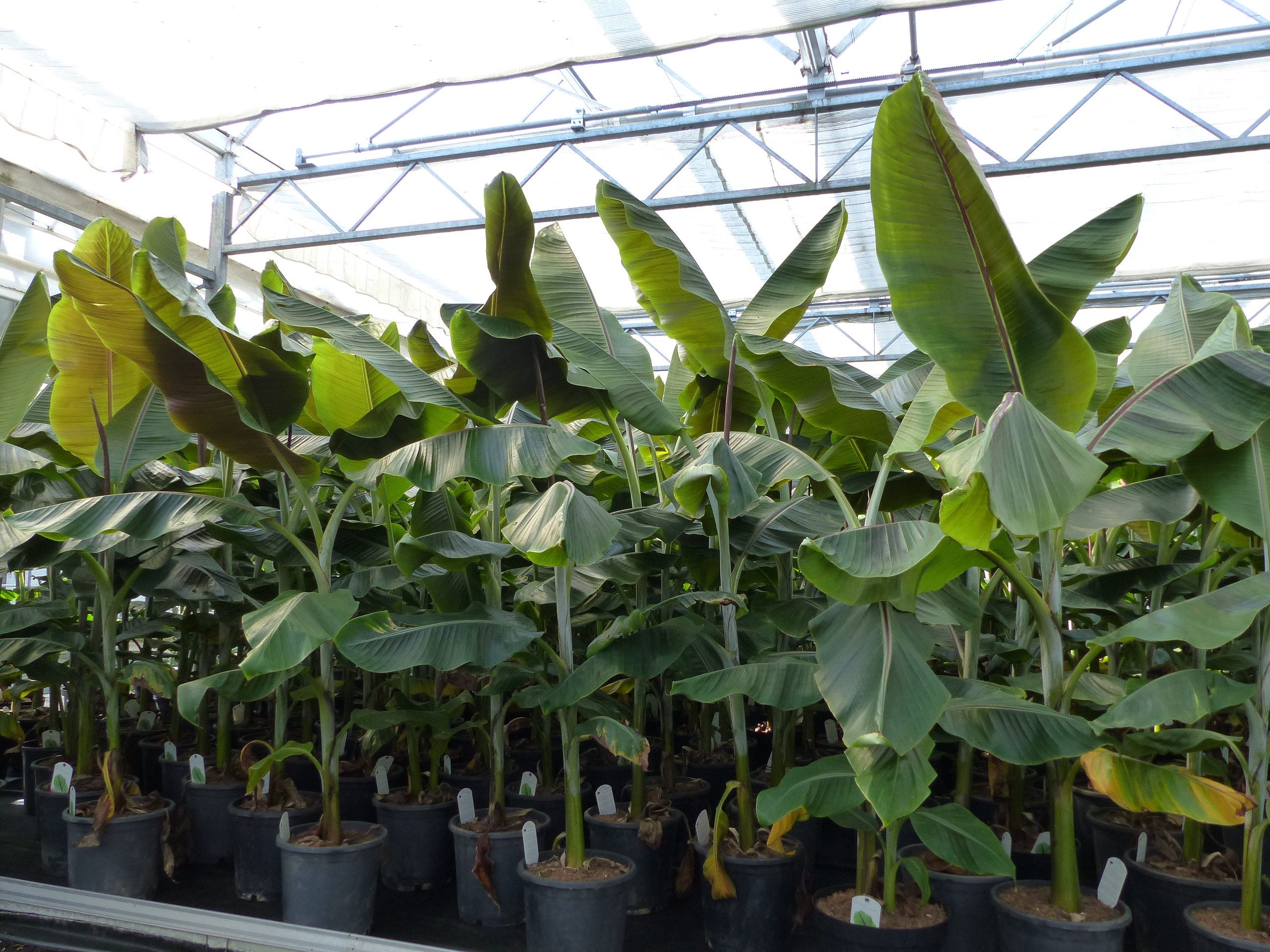 gruenwaren jakubik Bananenbaum