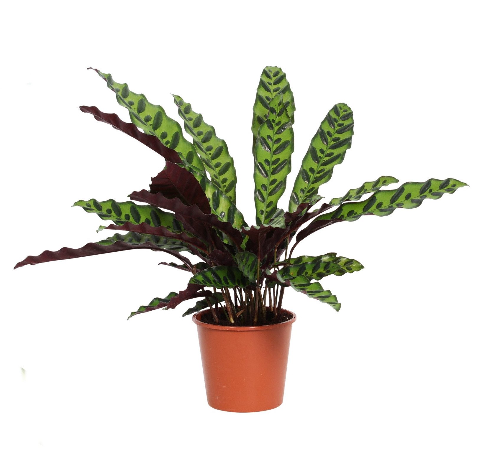 meinvipshop Zimmerpflanze Calathea lancifolia 30cm Zimmerpflanze