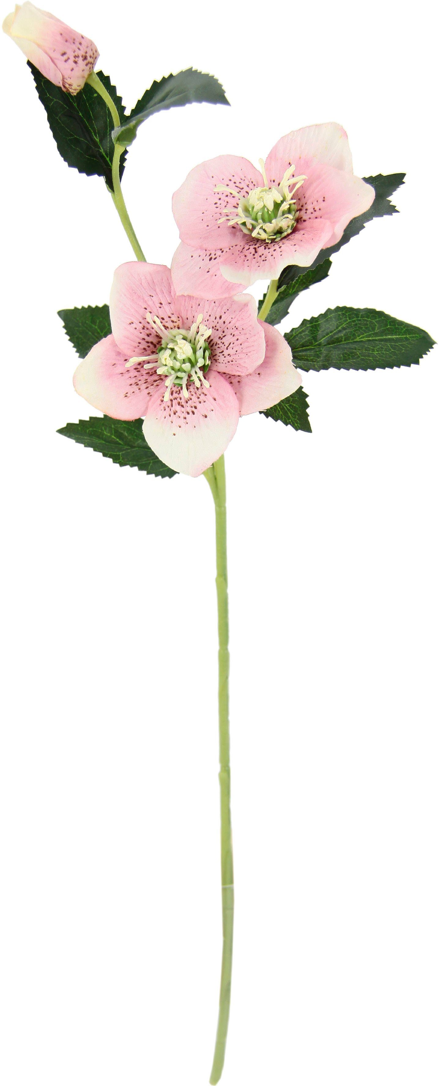 Kunstblume Christrose, I.GE.A., Höhe 57 cm, Künstlich Seidenblumen, 5er Set