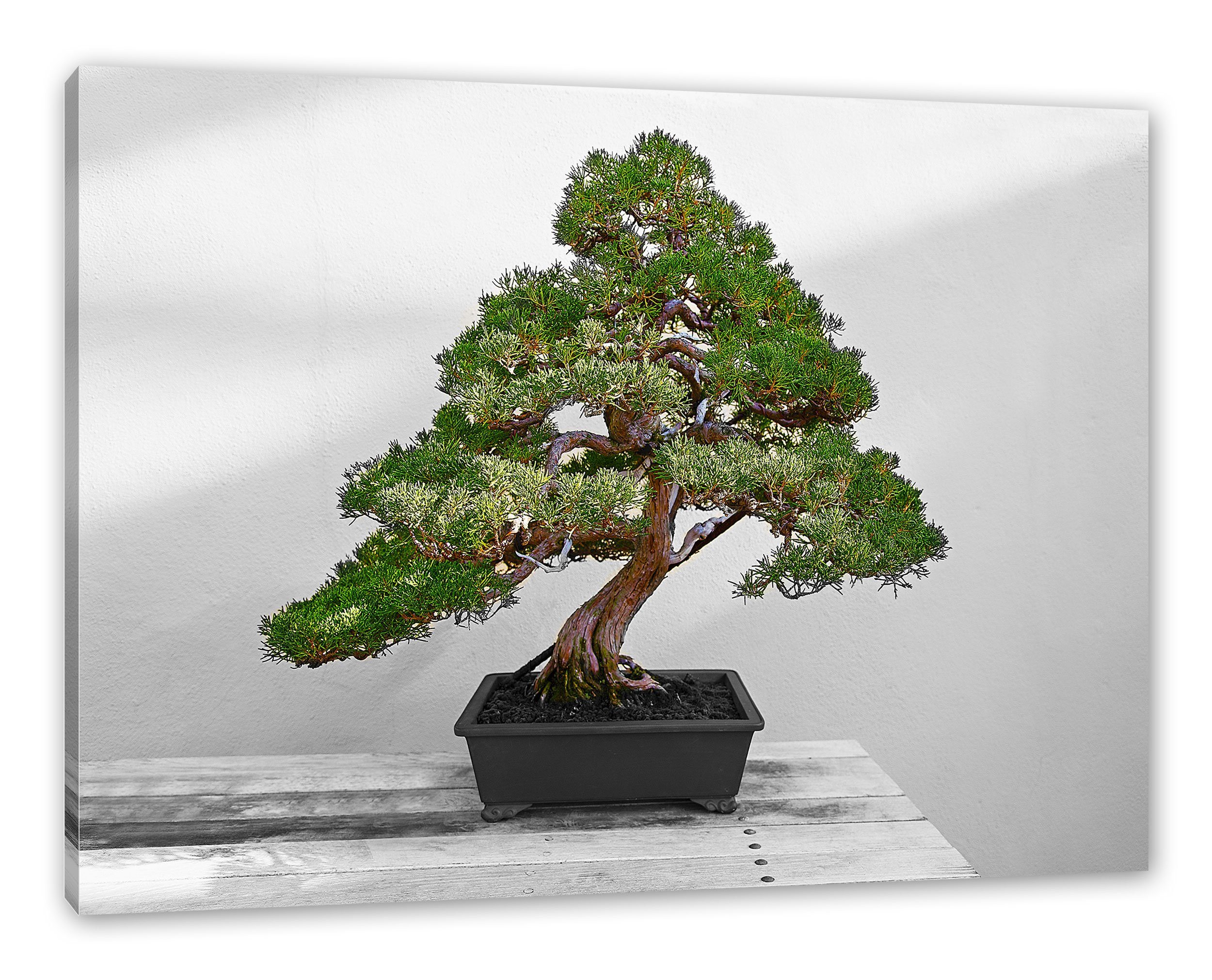 inkl. Bonsai fertig Leinwandbild (1 St), Baum, bespannt, Bonsai Leinwandbild Zackenaufhänger Baum Pixxprint