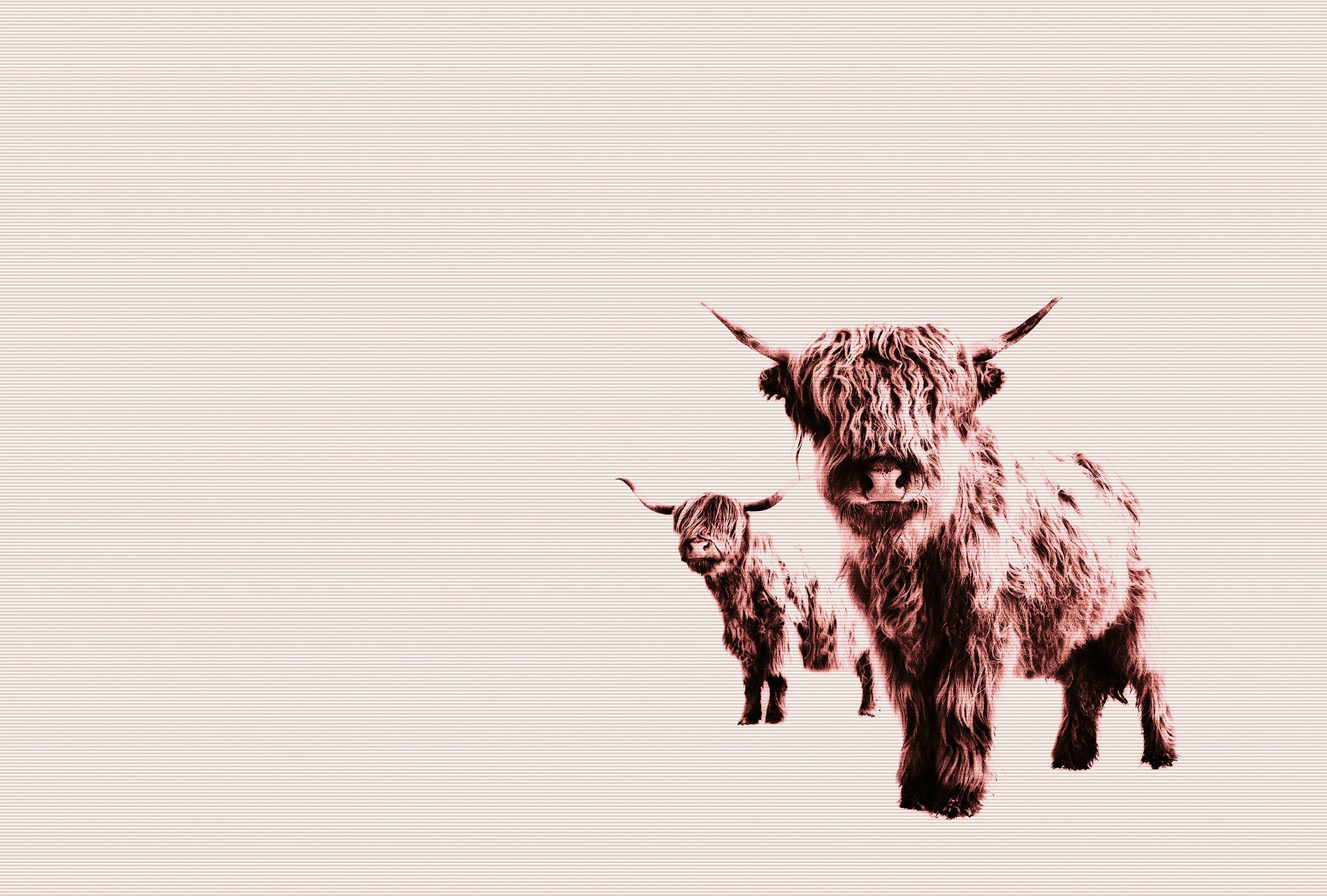 St), Fototapete Cows, Vlies, Wand, living Schräge (Set, Highland walls 4 ARTist