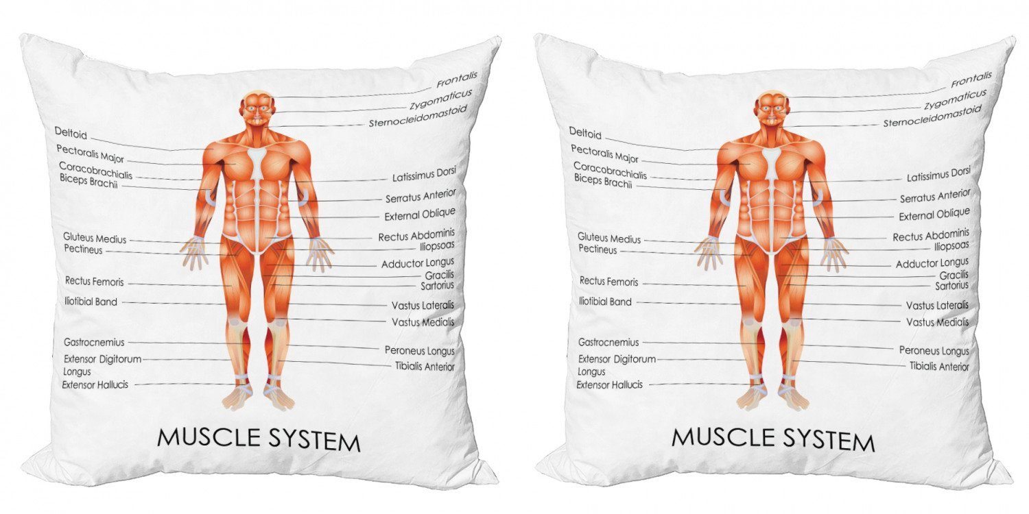 Kissenbezüge Modern Gesundheit Accent Doppelseitiger Biologie Digitaldruck, Abakuhaus Stück), Muskel-System (2