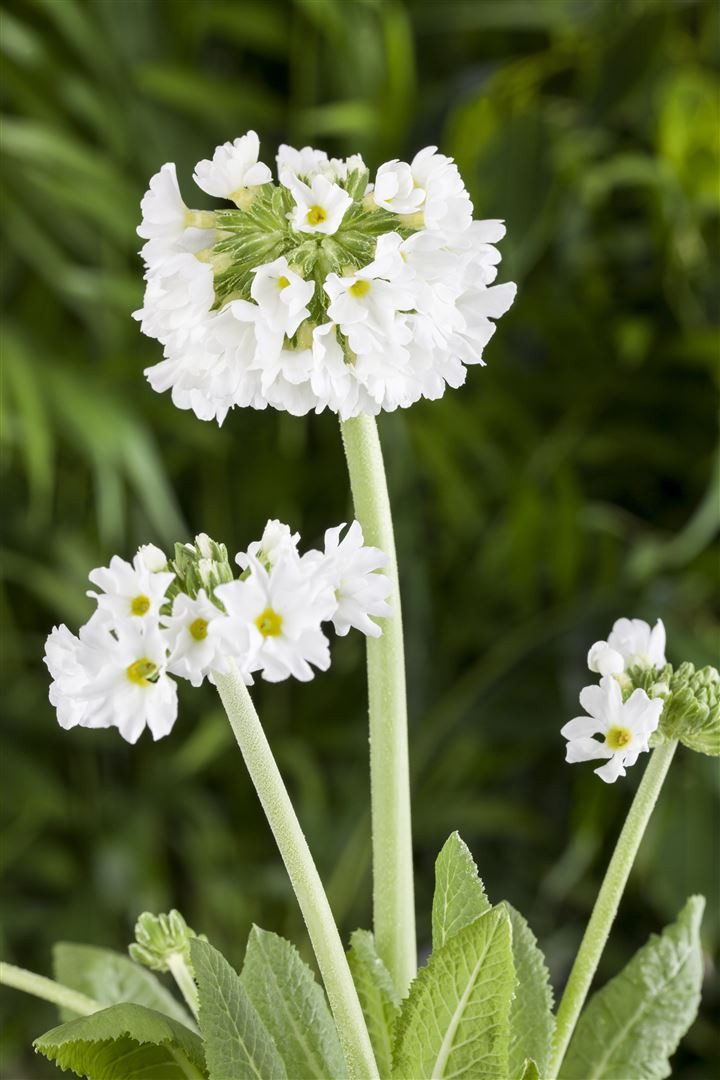 Pflanzen für Dich Staude Primula denticulata Alba, 1 St., Kugelprimel, Kugel-Primel