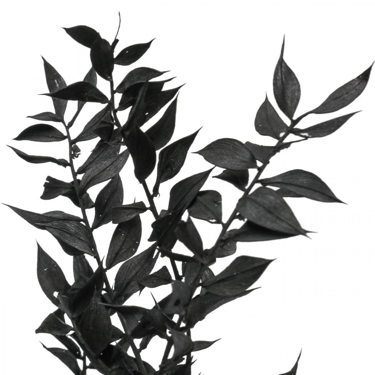 Trockenblume Ruscus Dekozweige Trockenstrauß für stilvolle Arrangements, Florists Products, Höhe 1 cm