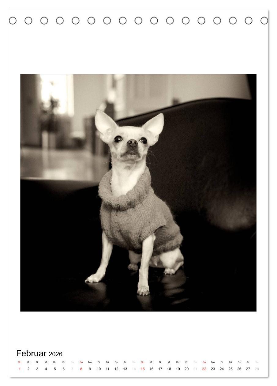 CALVENDO Wandkalender CHIHUAHUA CHIC Photos Marion Koell (Tischkalender 2026 DIN A5 hoch), C