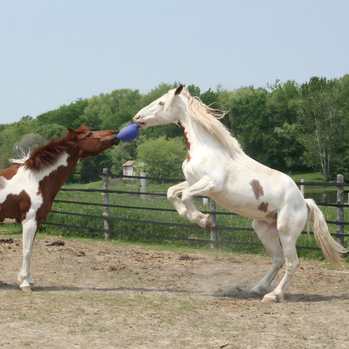 Holland Animal Care Tierball Pferd Spielball Dual blau