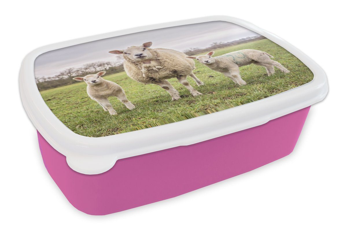MuchoWow Lunchbox Schafe - Nutztiere - Porträt, Kunststoff, (2-tlg), Brotbox für Erwachsene, Brotdose Kinder, Snackbox, Mädchen, Kunststoff rosa