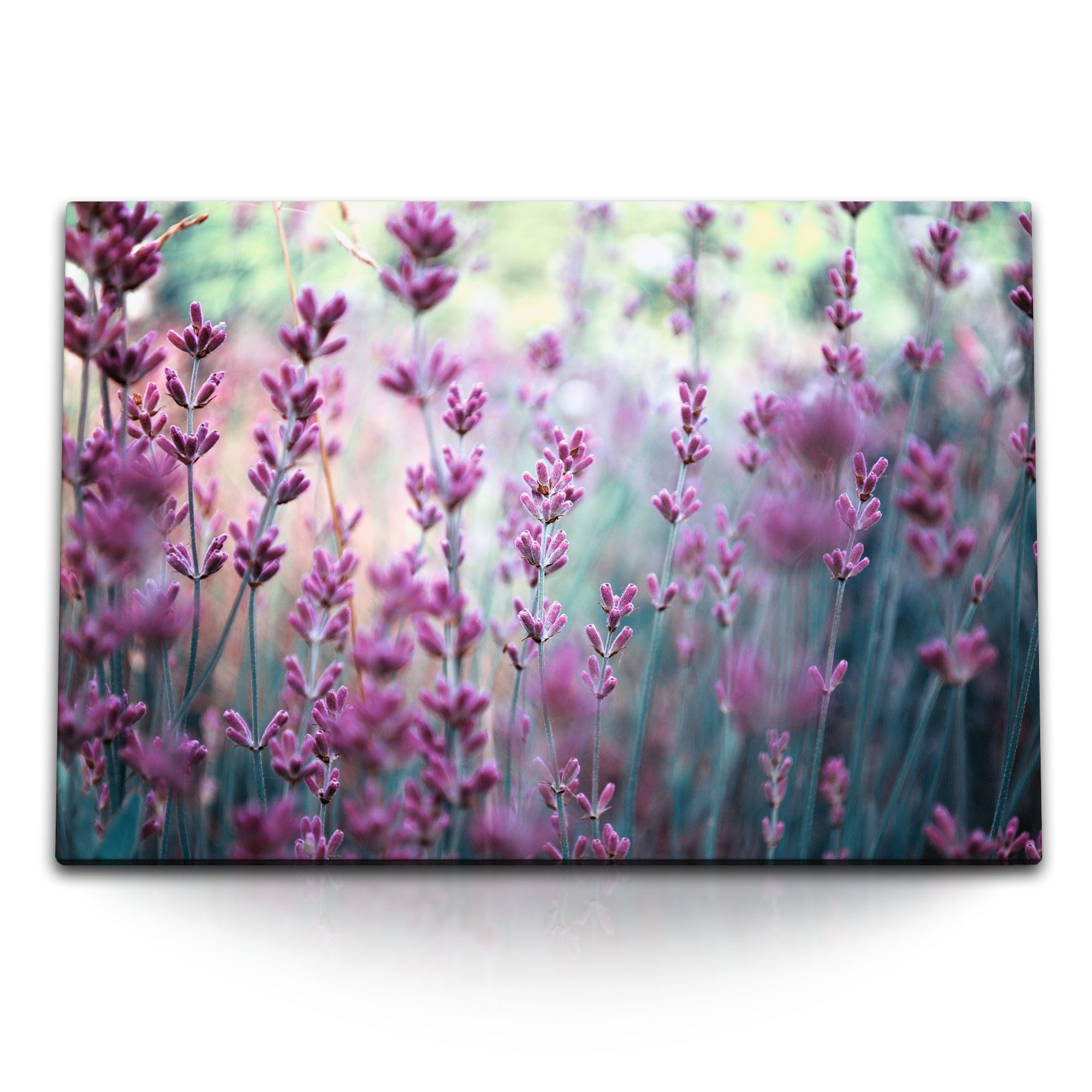 Sinus Art Leinwandbild 120x80cm Wandbild auf Leinwand Rosa Lavendel Blumen Blüten Lavendelfel, (1 St)