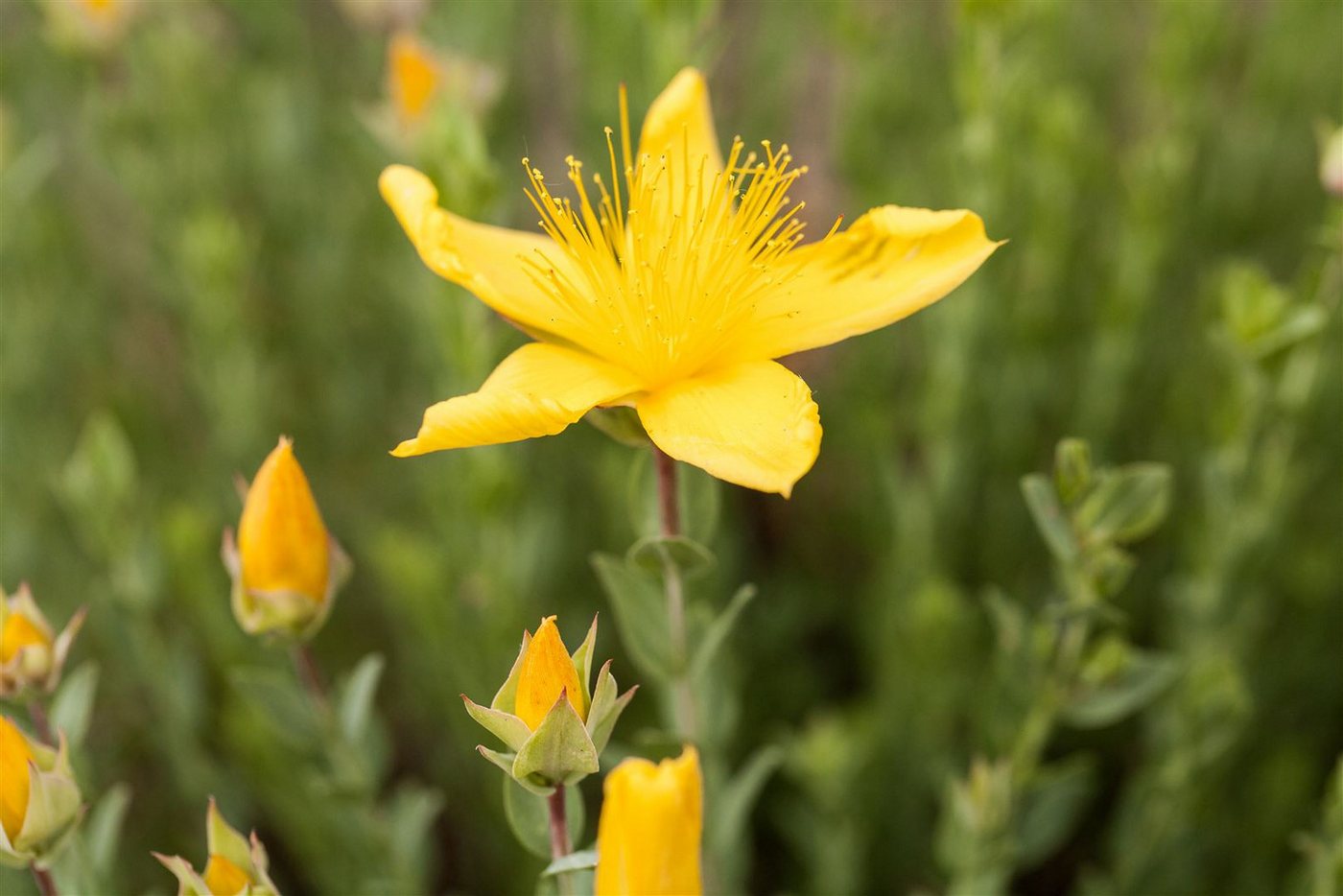 Pflanzen für Dich Staude Hypericum poly. Grandiflorum, 1 St., Johanniskraut
