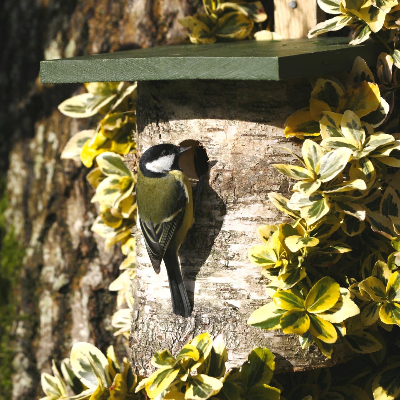 Wildlife Nistkasten CJ Wildlife Nisthöhle Birkenholz grün LxBxH: