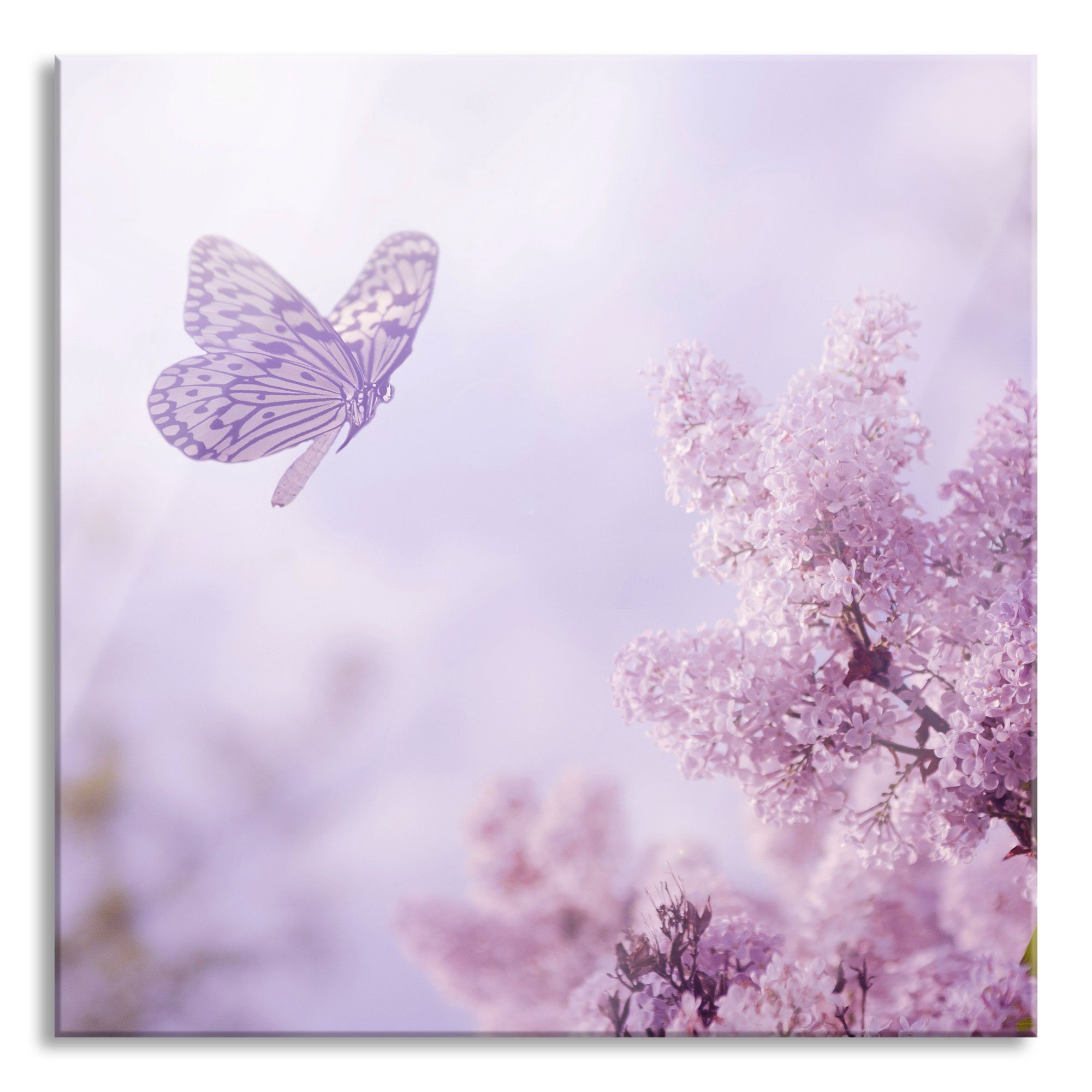 Pixxprint Glasbild Schmetterling Kirschblüten, (1 inkl. Aufhängungen Kirschblüten Glasbild Schmetterling und St), Abstandshalter aus Echtglas