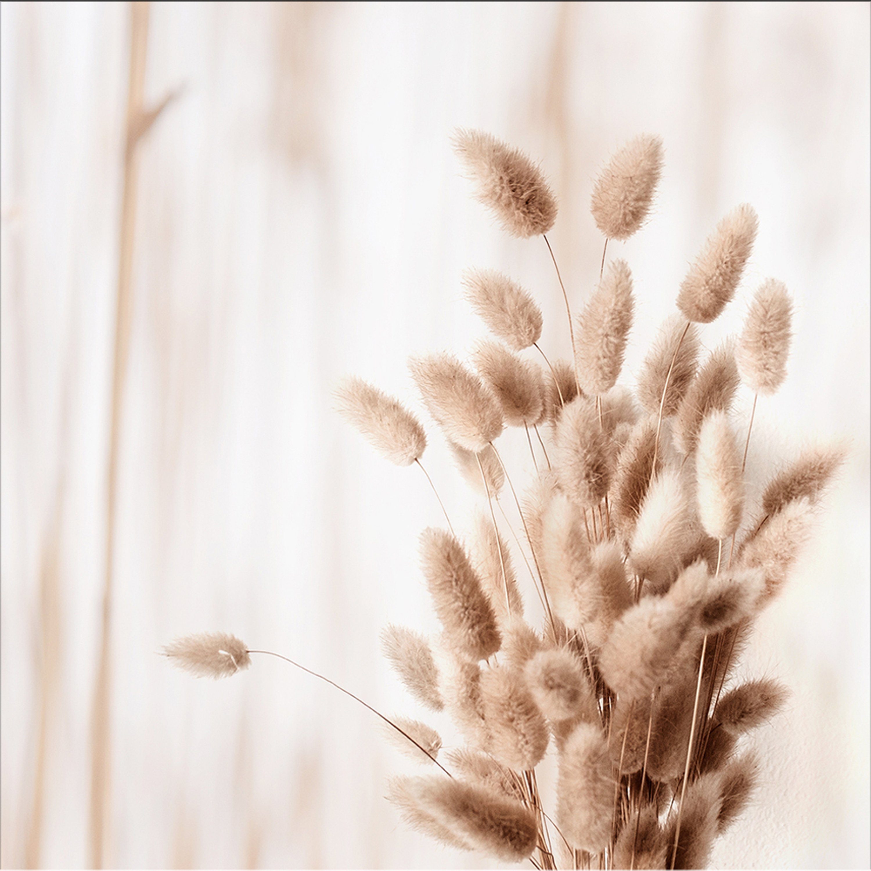 artissimo Glasbild Glasbild 30x30cm Bild Pamapasgras Natur Gräser beige weiß, Natur: Gräser beige