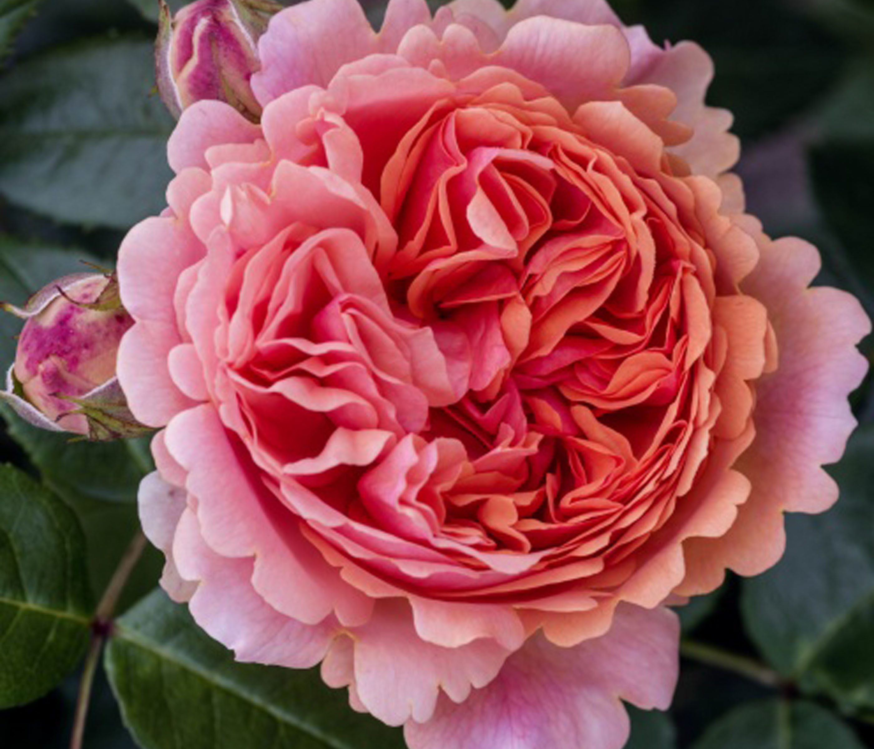 Dehner Rose Edelrose Chippendale®, apricot-rosa-orange-farbene Blüten, Züchter Tantau, mit gefüllten und duftenden Blüten