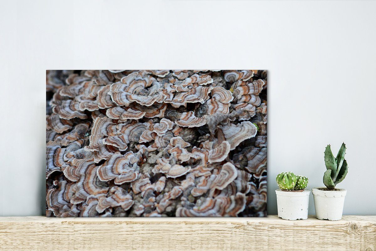 OneMillionCanvasses® cm Baum, Wandbild (1 auf St), einem 30x20 Leinwandbilder, Wanddeko, Pilze Leinwandbild Aufhängefertig,