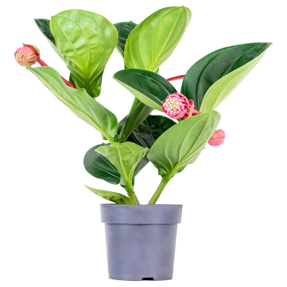 Bloomique Zimmerpflanze Medinilla Magnifica Flamenco, Zimmerpflanze, 50-60 cm, Topf 17 cm, 1 St.