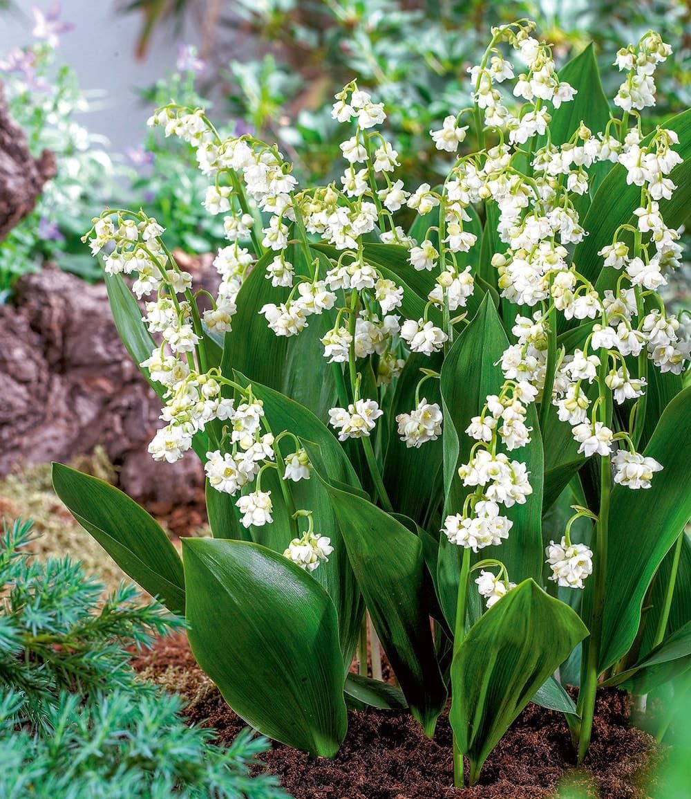 BALDUR Garten Blumenzwiebeln Gefülltes Maiglöckchen 'Bloom in White', Wurzelrhizome, winterhart, mehrjährig, duftend