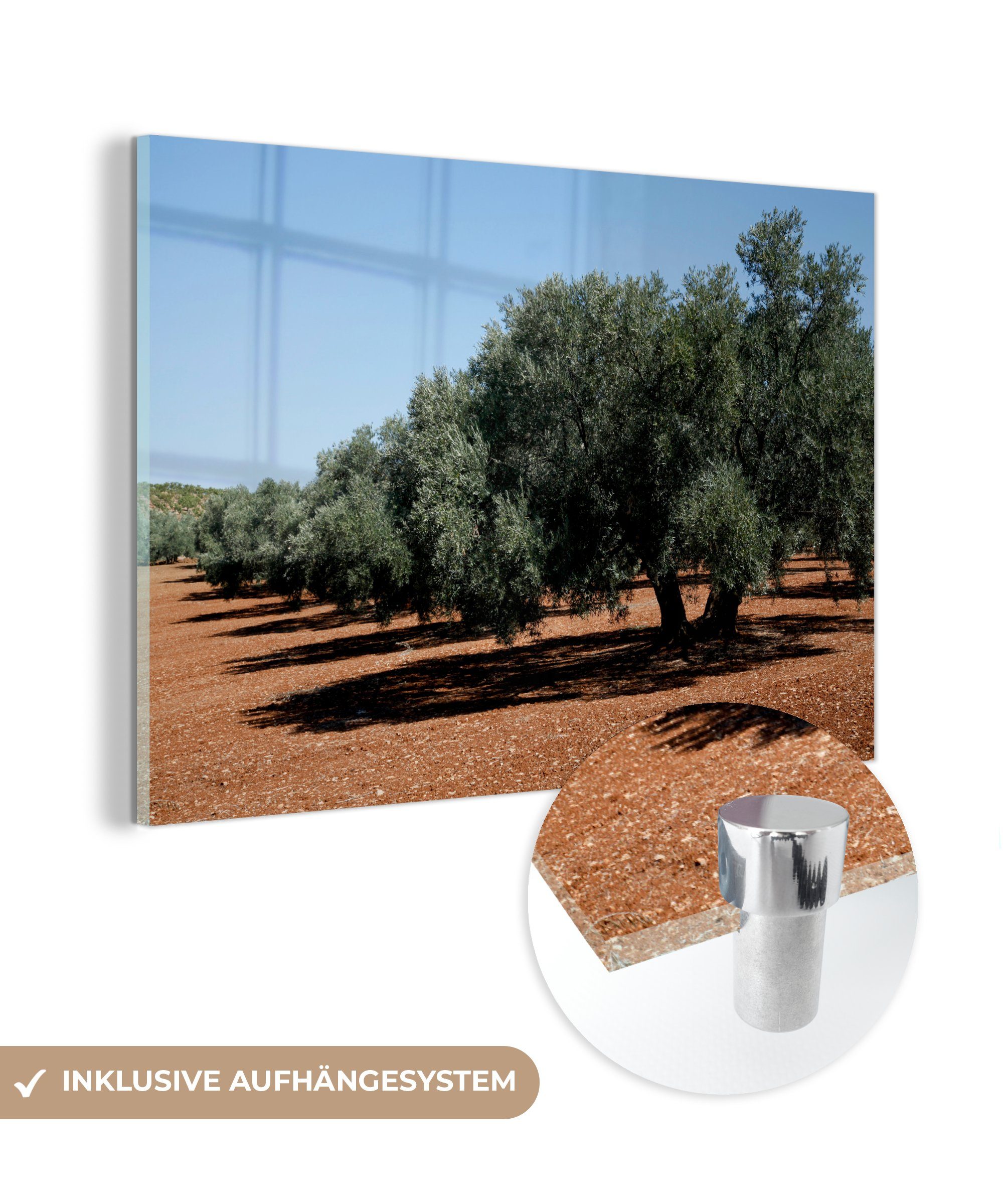 MuchoWow Acrylglasbild Die Olivenbäume in Spanien, (1 St), Acrylglasbilder Wohnzimmer & Schlafzimmer