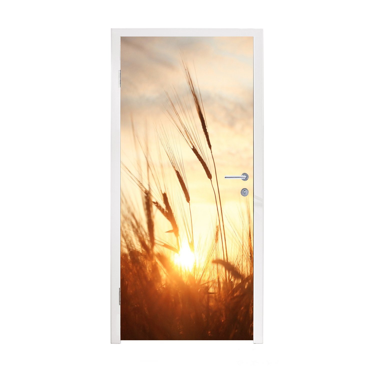 Gras St), - MuchoWow Tür, (1 Türtapete für Türaufkleber, cm Schilf - bedruckt, Fototapete Horizont, - - Sonnenuntergang Matt, 75x205 Natur