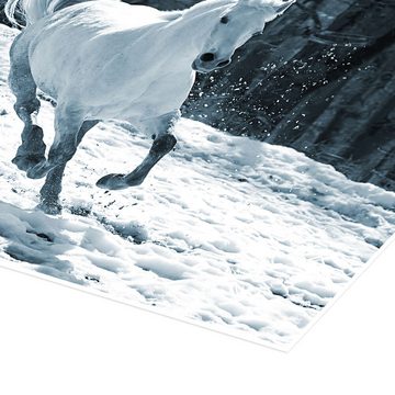 Posterlounge Poster Editors Choice, Schimmelstute im Schnee, Fotografie