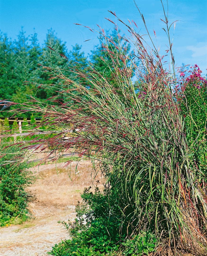 Pflanzen für Dich Gräser Andropogon gerardii, 1 St., Präriegras, Bartgras, blaugrün, präriegras