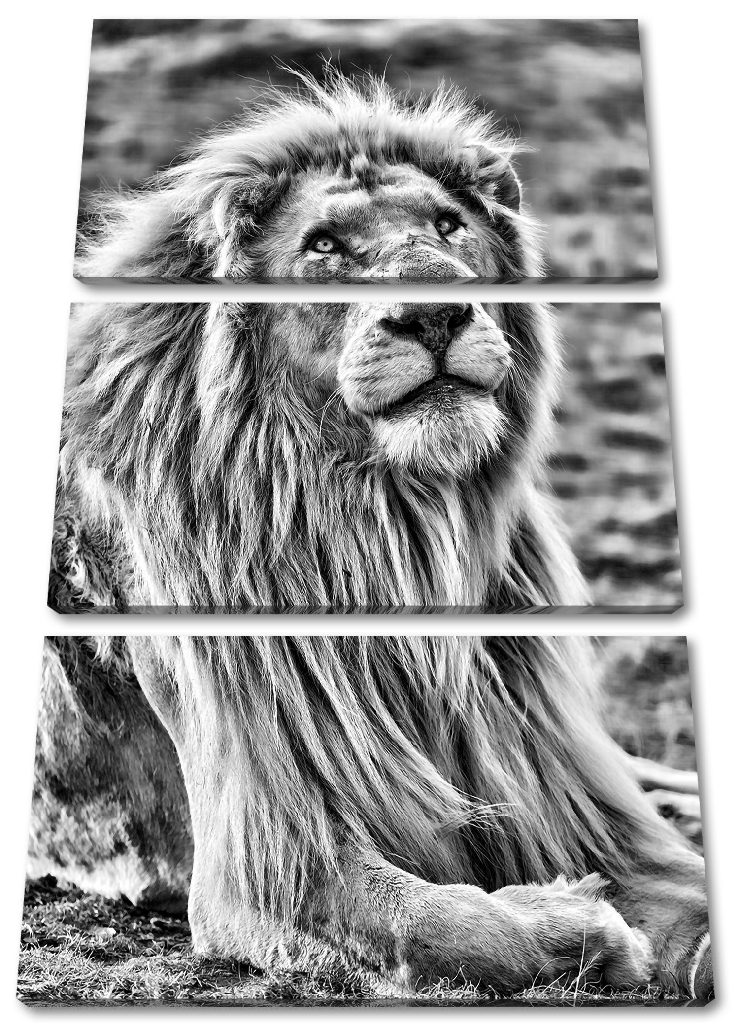 Pixxprint Leinwandbild anmutiger weißer Löwe, anmutiger weißer Löwe 3Teiler (120x80cm) (1 St), Leinwandbild fertig bespannt, inkl. Zackenaufhänger