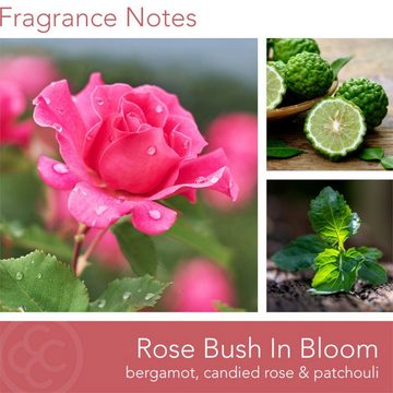 COLONIAL CANDLE Duftkerze Duftkerze Rose Bush in Bloom - 411g (1.tlg)
