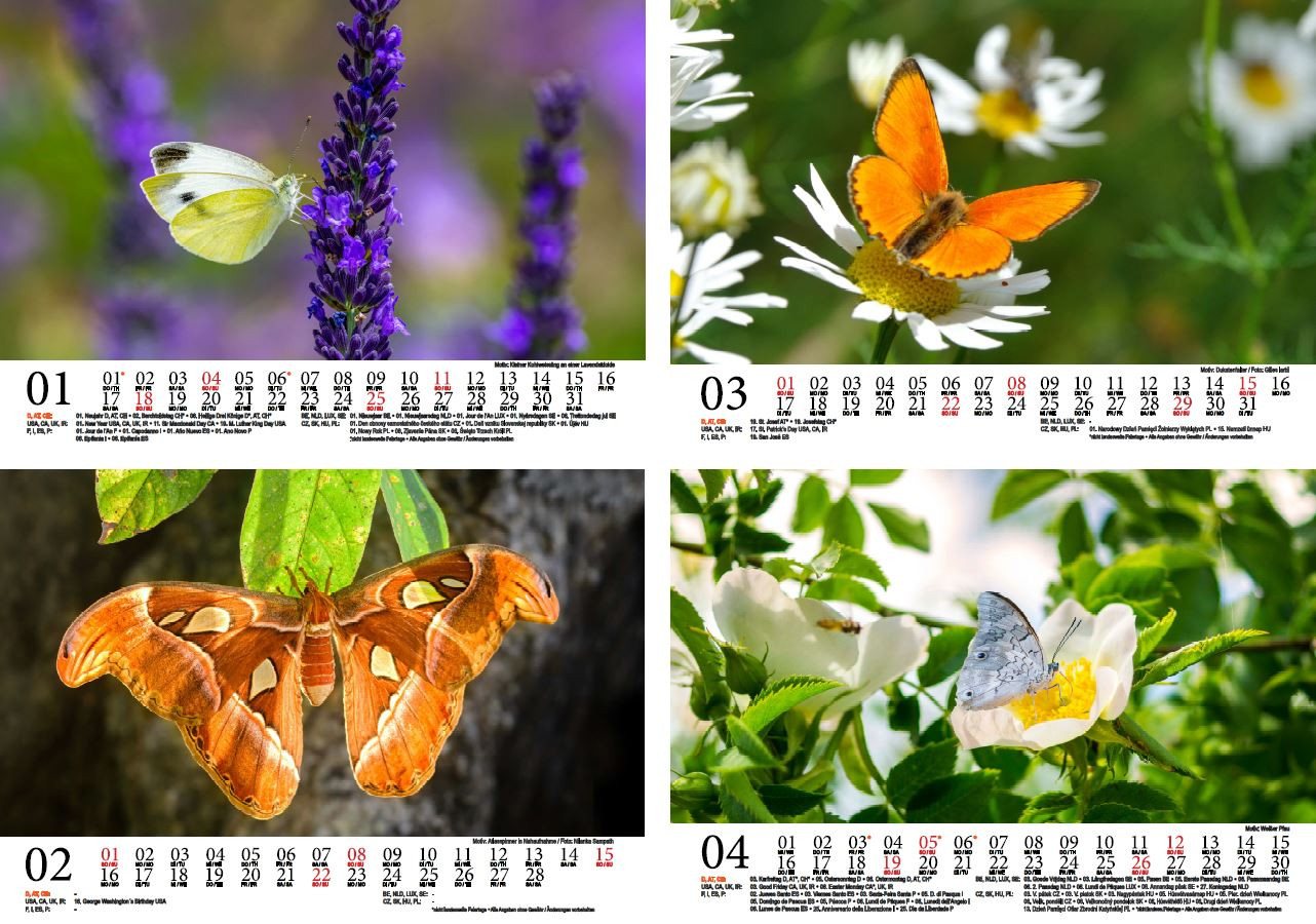 Thumbnail - Seelenzauber Wandkalender Schmetterlingszauber DIN A5 Kalender für 2026 Schmetterling