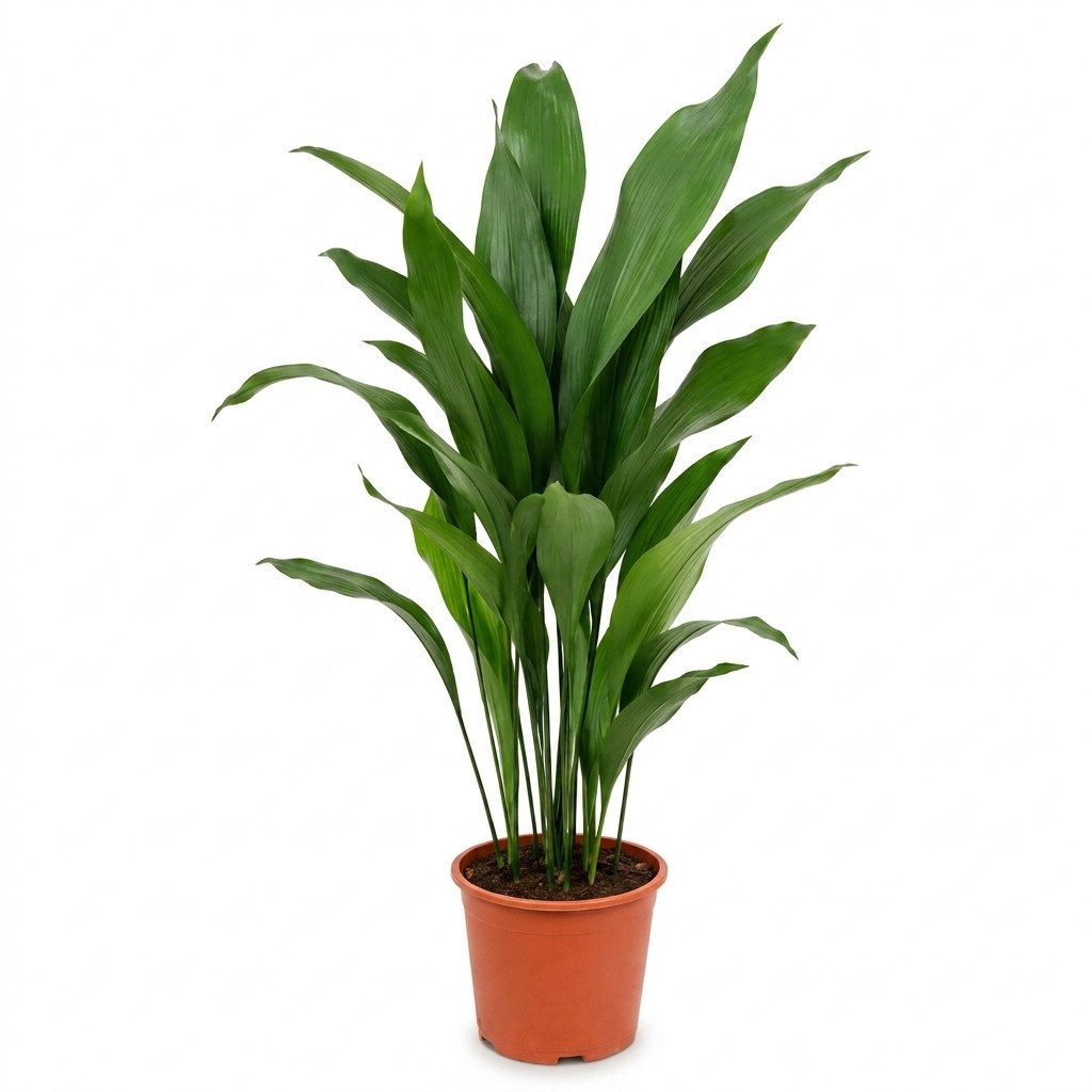 Bloomique Zimmerpflanze Bloomique – Aspidistra Elatior – Eisenpflanze – Blattpflanze – Zimmerp, 1 St.