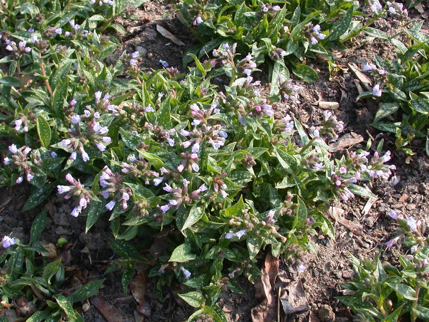 Pflanzen für Dich Staude Pulmonaria long. Roy Davidson, 1 St., Langblättriges Lungenkraut, Roy Davidson Lungenkraut