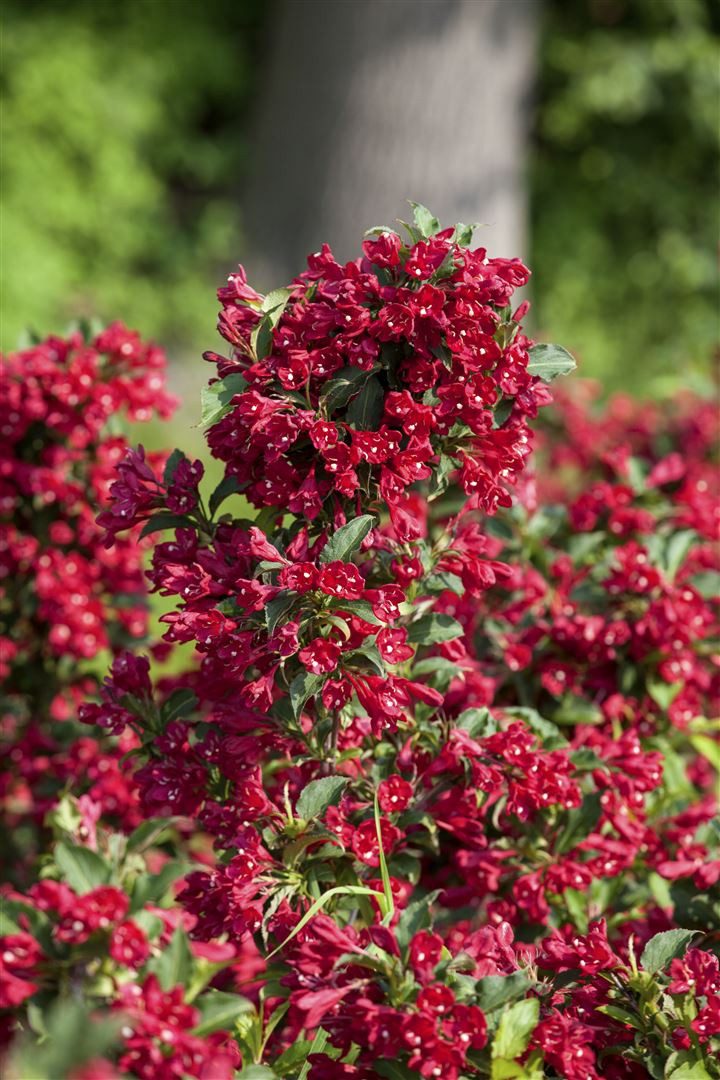 Pflanzen für Dich Gehölze Weigela 'Eva Rathke', 1 St., Weigelie, Glockenstrauch