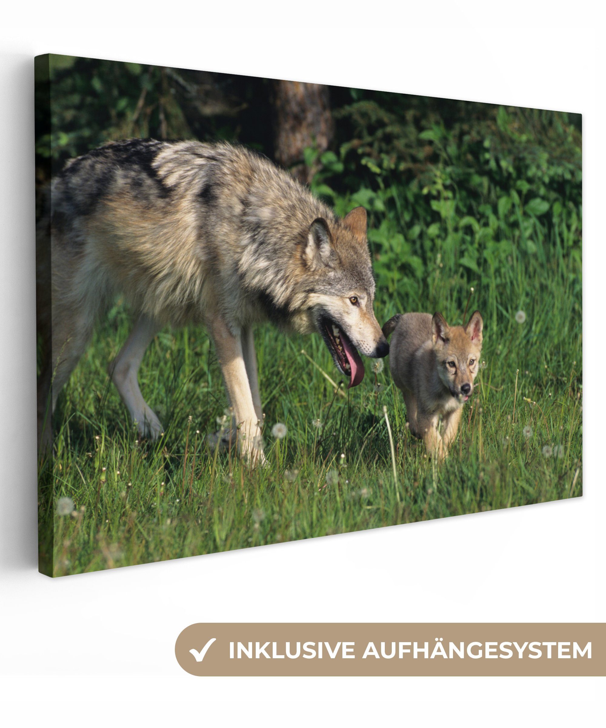 OneMillionCanvasses® Leinwandbild Wolf - Baby - Gras, (1 St), Wandbild Leinwandbilder, Aufhängefertig, Wanddeko, 30x20 cm