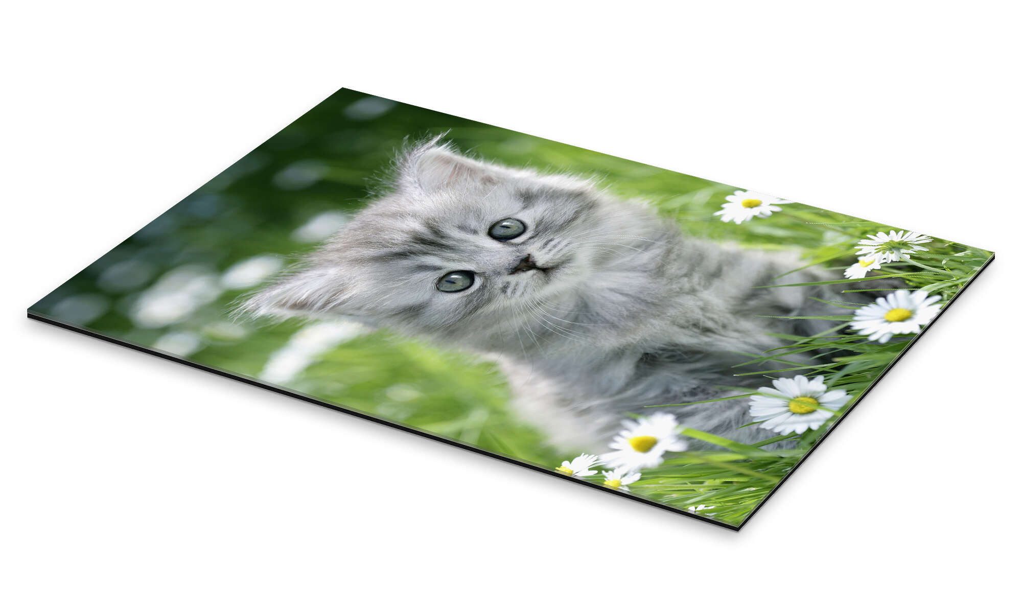 Posterlounge Wandbild graues Kätzchen, Greg Cuddiford, günstig online kaufen