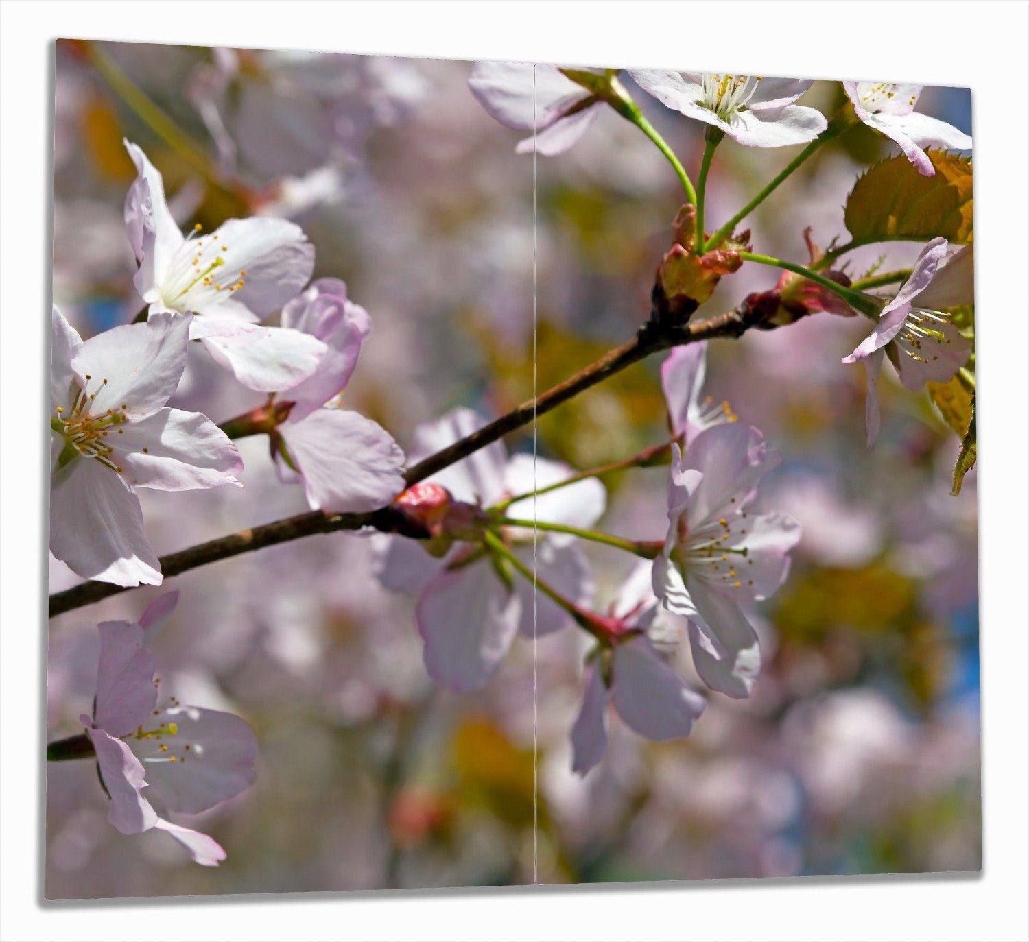 Wallario Herd-Abdeckplatte Kirschblüten in zartem Rosa - Frühling im Garten, ESG-Sicherheitsglas, (Glasplatte, 2 tlg., inkl. 5mm Noppen), verschiedene Größen
