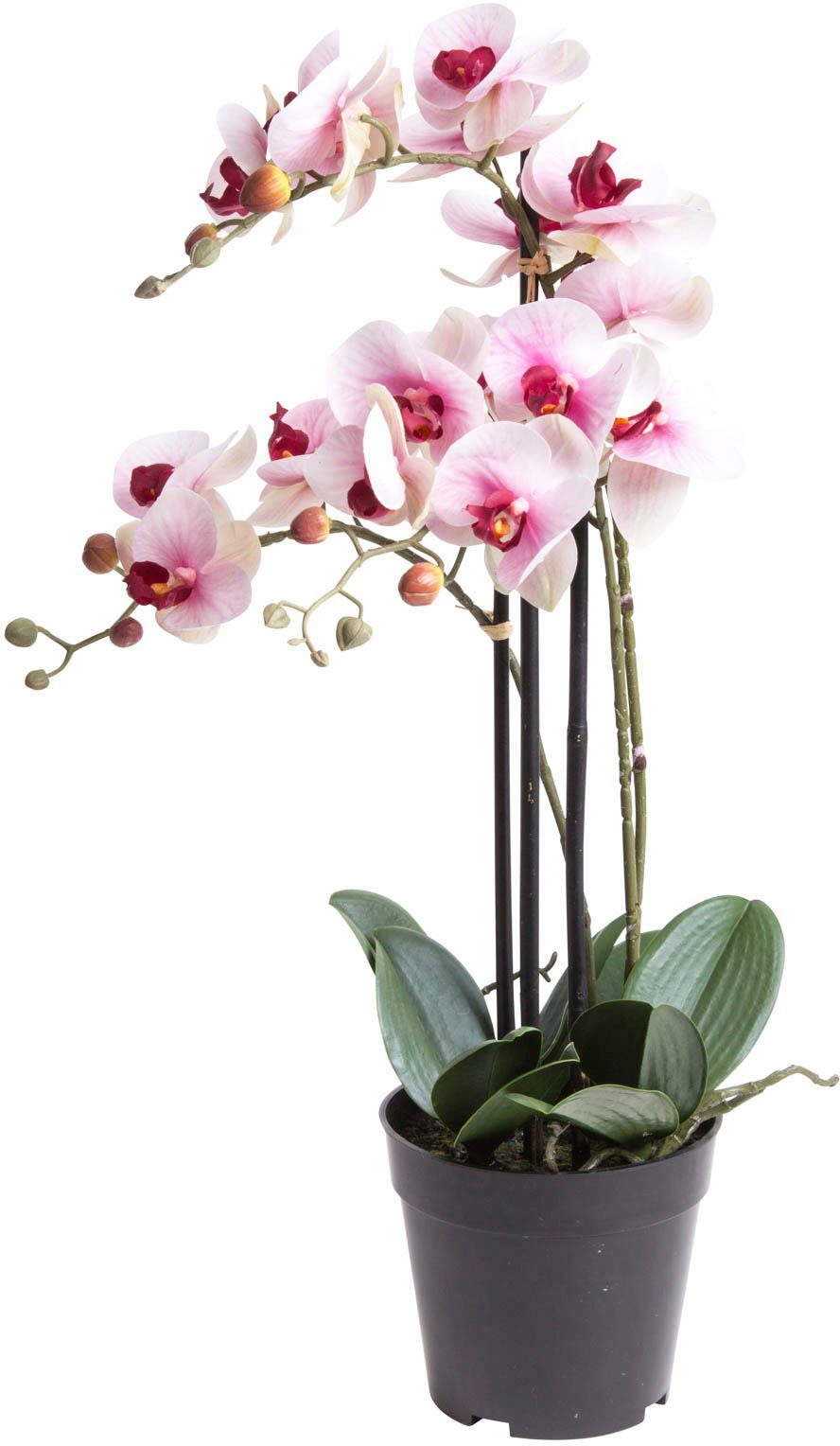 Kunstorchidee Orchidee Bora Orchidee, Botanic-Haus, Höhe 60 cm, Langlebig,  pflegeleicht und vielseitig verwendbar