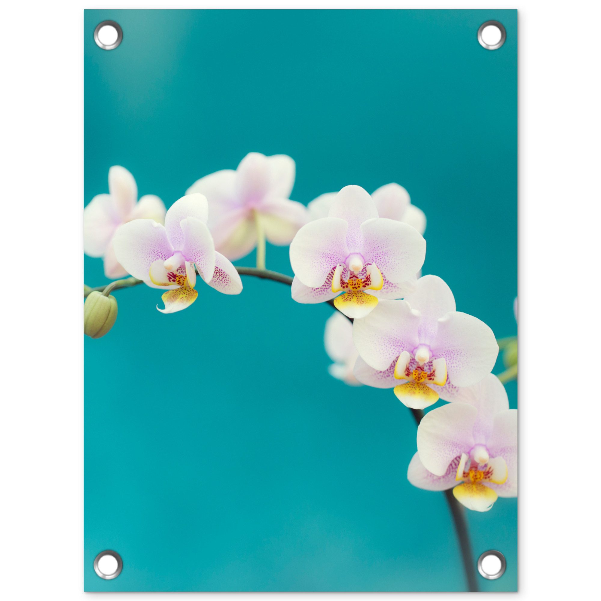 OnlyWow Poster für Garten Orchidee - Blumen - Pflanze - Weiß - Lila, Gartenposter, Outdoor Bilder, Gartendeko für draußen, 30x40 cm