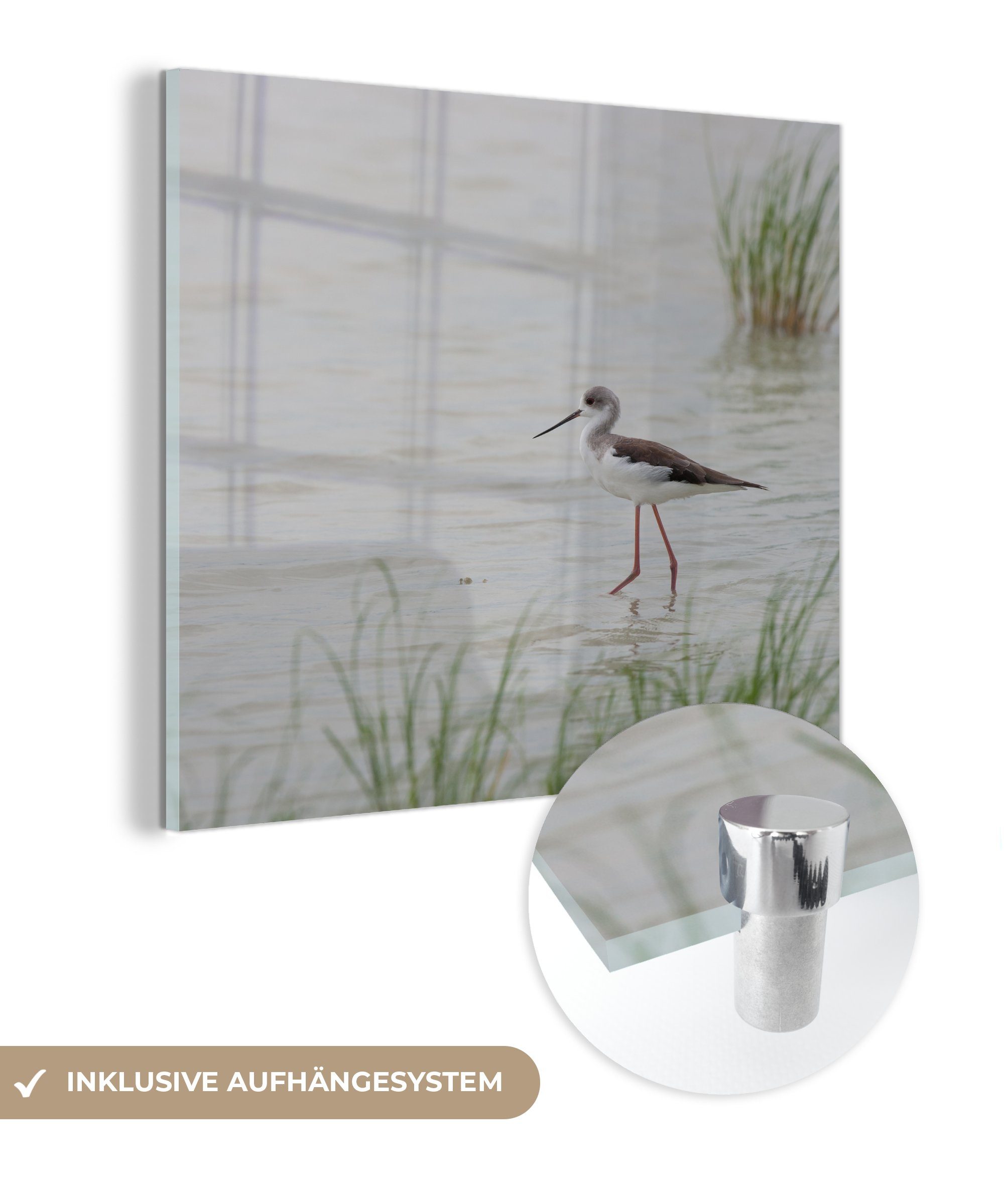MuchoWow Acrylglasbild Schwarzkehlchen watend im flachen Wasser, (1 St), Glasbilder - Bilder auf Glas Wandbild - Foto auf Glas - Wanddekoration