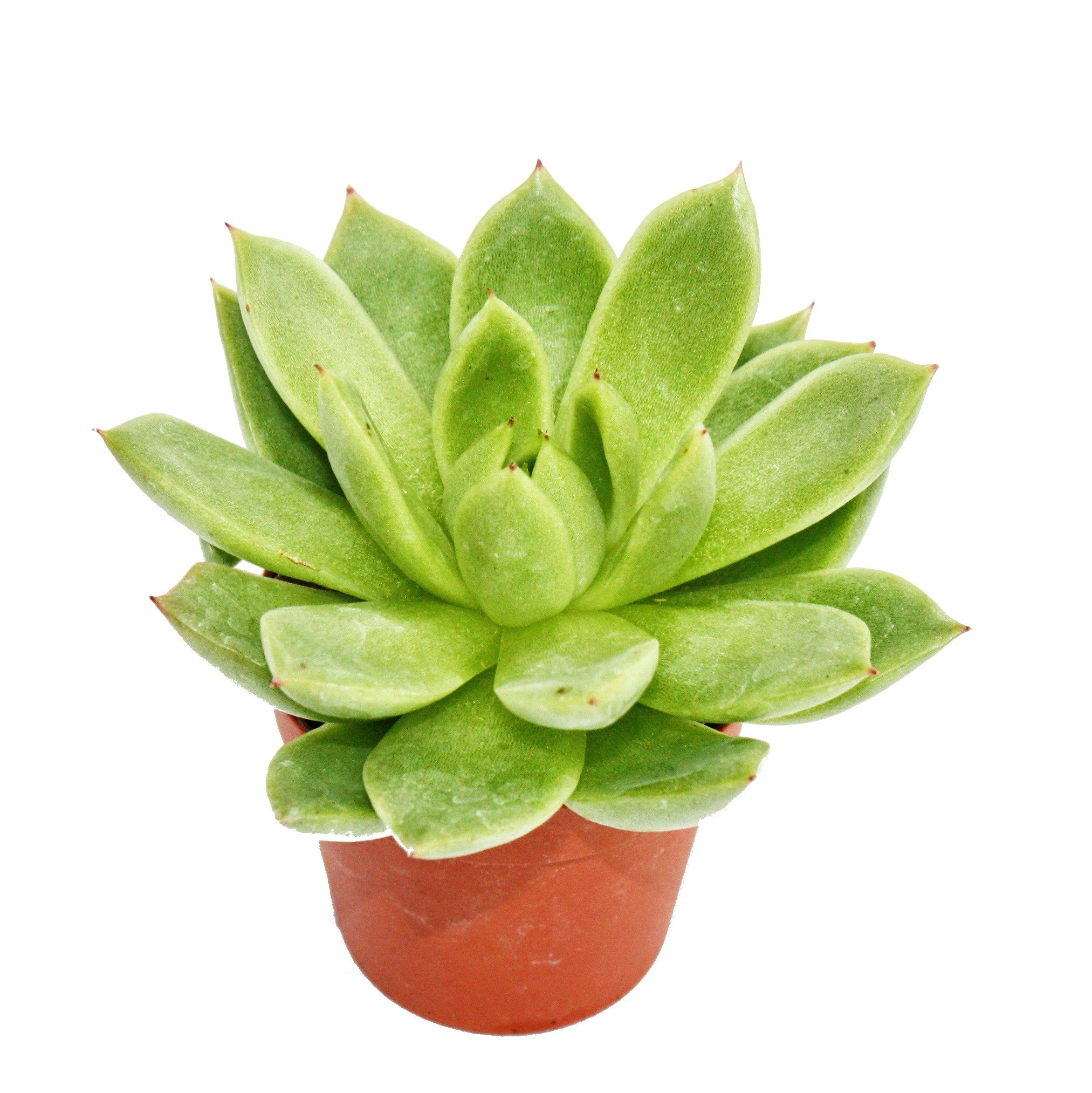 Exotenherz Kaktus Echeveria agavoides - kleine Pflanze im 5,5cm Topf