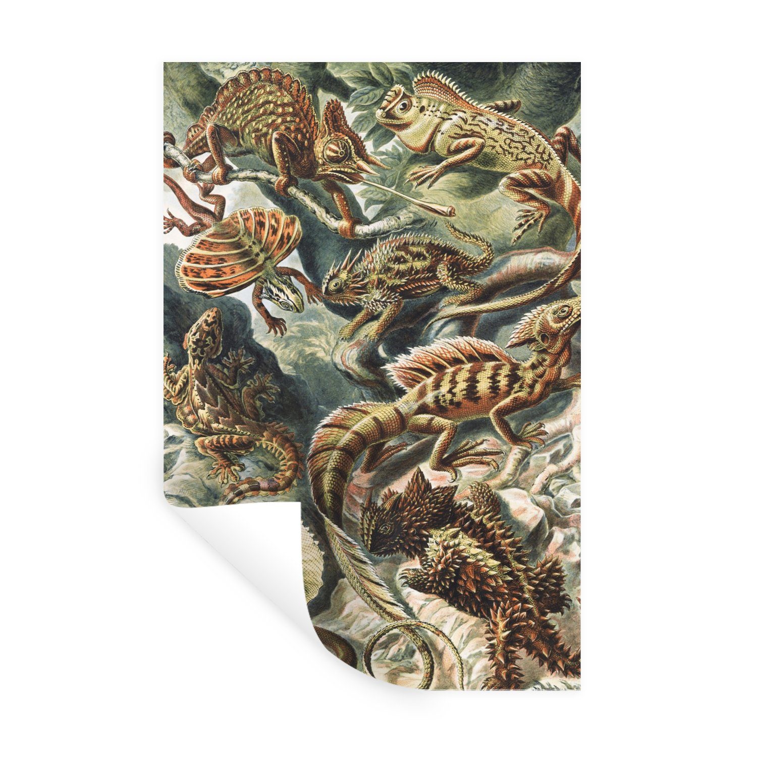 MuchoWow Wandsticker Jahrgang - Kunst - Ernst Haeckel - Salamander - Tiere (1 St), Wandaufkleber, Wandtattoo, Selbstklebend, Wohnzimmer, Schlafzimmer