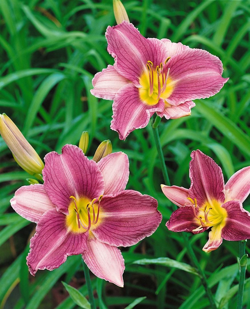 Pflanzen für Dich Staude Hemerocallis 'Prairie Blue Eyes', 1 St., Taglilie