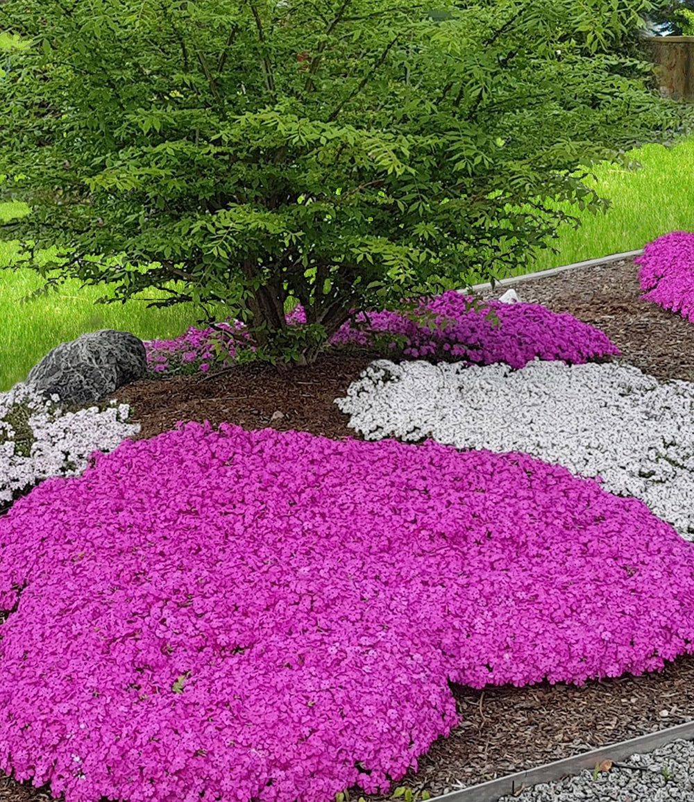 BALDUR Garten Bodendecker Teppichphlox 'Emerald Pink', 3 St., Polsterstauden, duftend, reichblühend, genügsam, winterhart